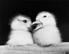 Close-up of two ducklings Poster Print - Item # VARSAL25523073