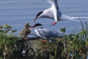 Arctic Terns Feeding Chick At Potter Marsh During Spring In Southcentral Alaska. PosterPrint - Item # VARDPI2099320