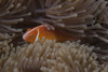 Pink anemonefish in its host anenome, Fiji Poster Print - Item # VARPSTTMO400540U