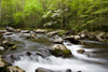 Dogwood trees in spring along Middle Prong, Little River, Tremont, Great Smoky Mountains National Park, Tennessee, USA Poster Print - Item # VARPPI169327