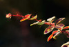 Close up of Berberis; Quebec, Canada PosterPrint - Item # VARDPI12259607