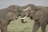 Two African elephants fighting in a field  Ngorongoro Crater  Arusha Region  Tanzania (Loxodonta africana) Poster Print by Panoramic Images (16 x 11) - Item # PPI95812