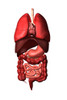 Conceptual image of internal organs of the respiratory and digestive systems Poster Print - Item # VARPSTSTK700787H