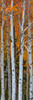 Quaking Aspen trees, Boulder Mountain, Dixie National Forest, Utah, USA Poster Print - Item # VARPPI167674