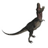 Tarbosaurus dinosaur roaring, white background. Poster Print
