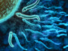 Microscopic view of sperm swimming towards egg Poster Print - Item # VARPSTSTK700472H