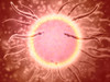 Microscopic view of sperm swimming towards egg Poster Print - Item # VARPSTSTK700470H