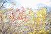 Fall colours in midtown Toronto; Toronto, Ontario, Canada PosterPrint - Item # VARDPI12254220