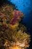 Crinoid and soft coral, Fiji Poster Print - Item # VARPSTTSW400091U
