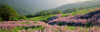 Yellowstone National Park in Spring  WY Poster Print by Panoramic Images (38 x 12) - Item # PPI85468
