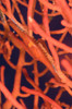 Bright red Cowrie on coral, Kimbe Bay, Papua New Guinea Poster Print - Item # VARPSTSJN400065U