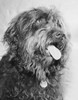 Close-up of a dog with its tongue out Poster Print - Item # VARSAL25550132