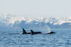 killer whale, or orcas, Orcinus orca, pod in traveling in Resurrection Bay, Kenai Fjords National Park, outside Seward, southcentral Alaska, spring PosterPrint - Item # VARDPI2619605