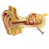 Cross section of human ear Poster Print