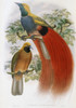 Grey-chested Bird Of Paradise John Gould Poster Print - Item # VARSAL900140774