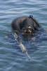 A Navy SEAL combat swimmer, diving a oxygen rebreather, taking a quick sneak and peak above the waterline to ensure he is on course to the target. Poster Print - Item # VARPSTWOD100075M