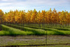 Autumn trees in a field, Oregon, USA Poster Print - Item # VARPPI169673