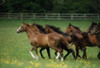 Thoroughbred Horses, Ireland PosterPrint - Item # VARDPI1812573