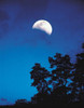 Half-Moon over Trees in Dark Poster Print by Panoramic Images (28 x 36) - Item # PPI126926