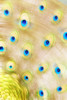 Close Up Of A Peacock Tail PosterPrint - Item # VARDPI1802472