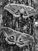 Close-up of two Polyphemus Moths perching on a tree trunk Poster Print - Item # VARSAL9901781