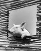 Low angle view of a pig looking through a window Poster Print - Item # VARSAL2554086