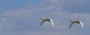 Swans In Flight, Yukon. PosterPrint - Item # VARDPI2036314