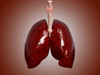 Illustration of trachea with lungs Poster Print