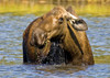 Moose Feeding In A Pond In Denali National Park & Preserve, Interior Alaska, Autumn PosterPrint - Item # VARDPI2141677