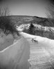 Dogs on snow covered road Poster Print - Item # VARSAL255418809