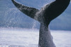 Close Up Of A Humpback Whale Fluke In Frederick Sound, Tongass National Forest, Southeast Alaska, Summer PosterPrint - Item # VARDPI2170574