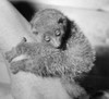 Close-up of a lemur on a tree trunk Poster Print - Item # VARSAL990118092