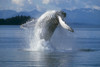 Humpback Whale Breaching Frederick Sound Se Ak PosterPrint - Item # VARDPI2116122