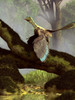 An Archaeopteryx on a log above a stream Poster Print - Item # VARPSTDEK600002P
