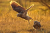 Immature Great Horned Owls Backlit In A Grass Field, Saskatchewan PosterPrint - Item # VARDPI2039135