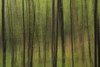 Abstract of a forest with green tree trunks; Ontario, Canada PosterPrint - Item # VARDPI12304367