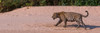 Jaguar walking in a forest at riverside, Cuiaba River, Pantanal Matogrossense National Park, Pantanal Wetlands, Brazil Poster Print - Item # VARPPI167610
