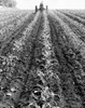 Rear view of a farmer driving a tractor in a corn field Poster Print - Item # VARSAL25530256