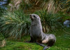 http://c328301.r1.cf1.rackcdn.com/PDDAN01CSL0026.jpg