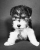 Close-up of a puppy Poster Print - Item # VARSAL25532106