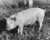 Pig standing in a field Poster Print - Item # VARSAL25530779
