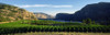 Blue Mountain Vineyard, British Columbia, Canada PosterPrint - Item # VARDPI2023975 Blue Mountain Vineyard, British Columbia, Canada PosterPrint - Item # VARDPI2023975