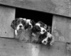 1920s-1930s Group Of English Setter Pups With Heads Sticking Out Of Opening In Kennel Looking At Camera Print By Vintage - Item # PPI186687LARGE