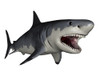 Megalodon dinosaur, white background Poster Print - Item # VARPSTEDV600190P