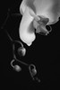 Orchid; Waterloo, Quebec, Canada PosterPrint - Item # VARDPI2333764