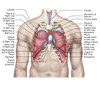 Anatomy of human lungs in situ Poster Print - Item # VARPSTSTK700213H