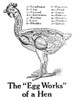 Historic anatomical illustration of a hens organs from the early 20th century. PosterPrint - Item # VARDPI12272414