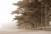 http://c328301.r1.cf1.rackcdn.com/PPI142445.jpg