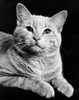 Cat lying down and looking up Poster Print