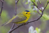 A Male Wilson's Warbler Perched In A Willow, Copper River Delta, Near Cordova, Southcentral Alaska, Spring PosterPrint - Item # VARDPI2093412